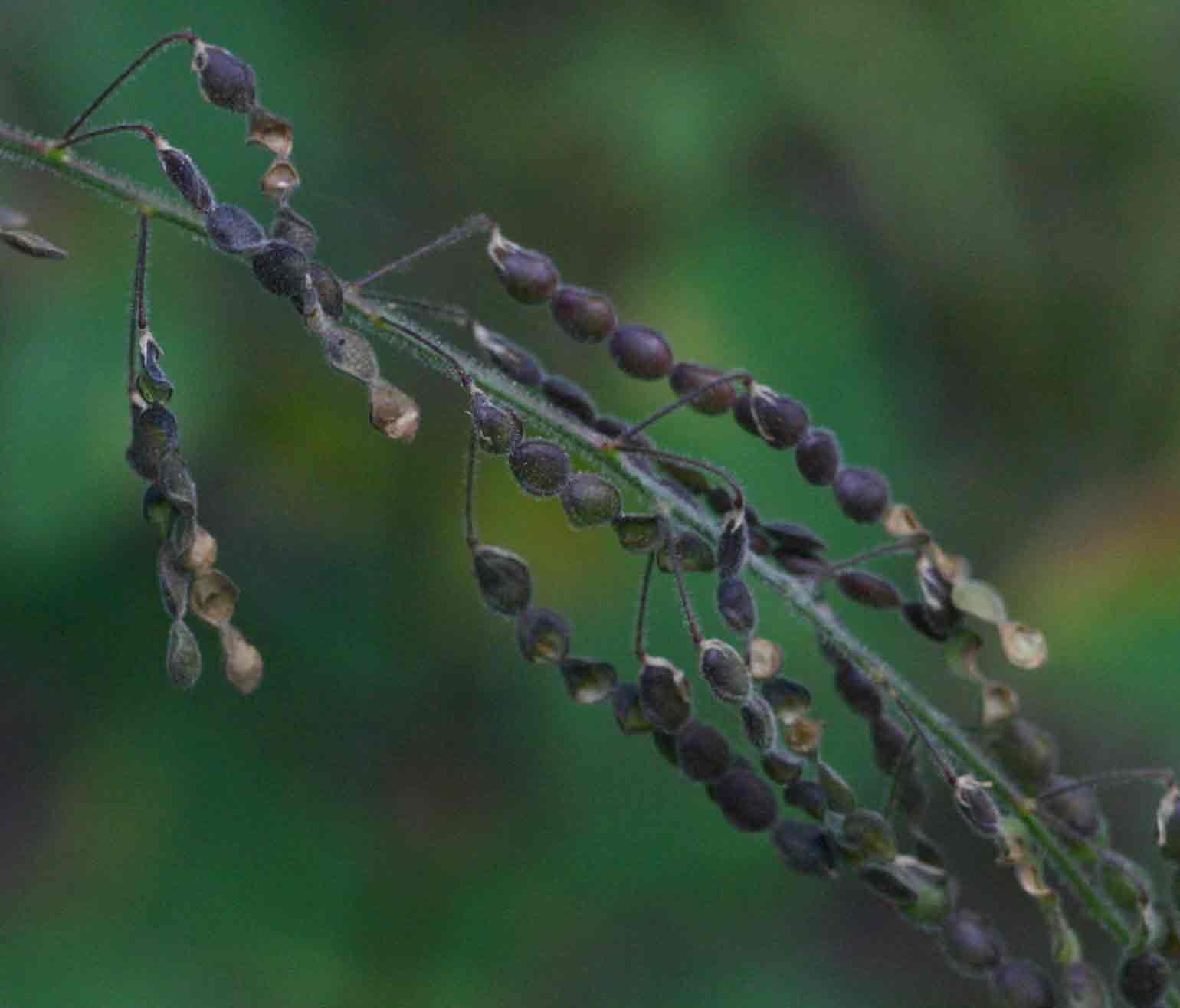 Desmodium tortuosum