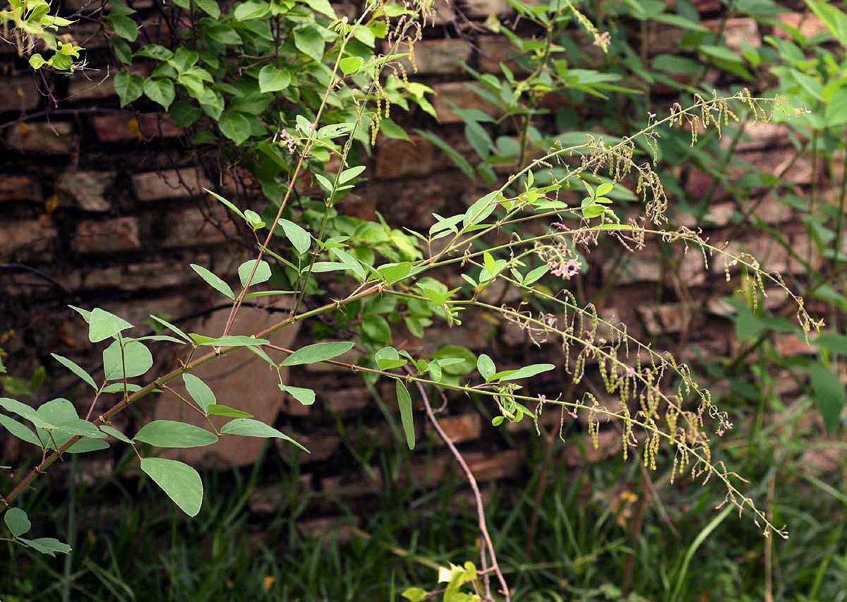 Desmodium tortuosum