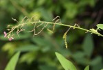 Desmodium tortuosum
