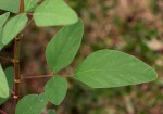 Desmodium tortuosum