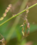 Desmodium tortuosum