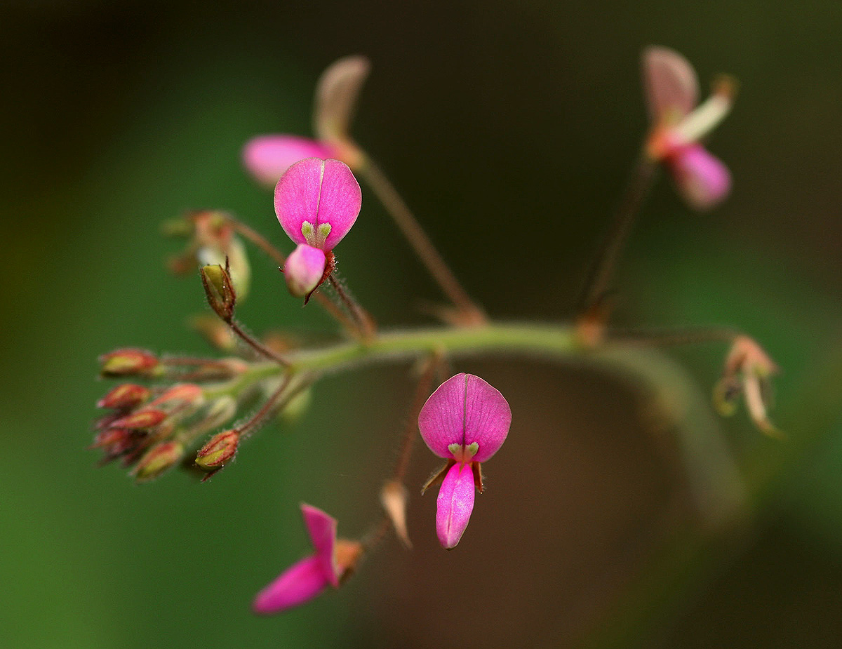 Desmodium tortuosum