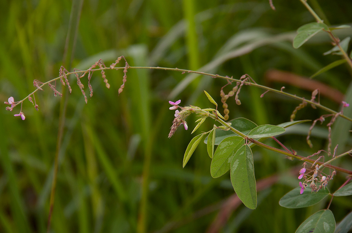 Desmodium tortuosum