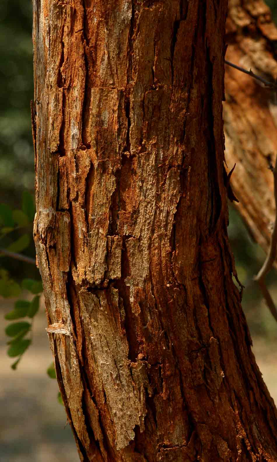 Dalbergia melanoxylon