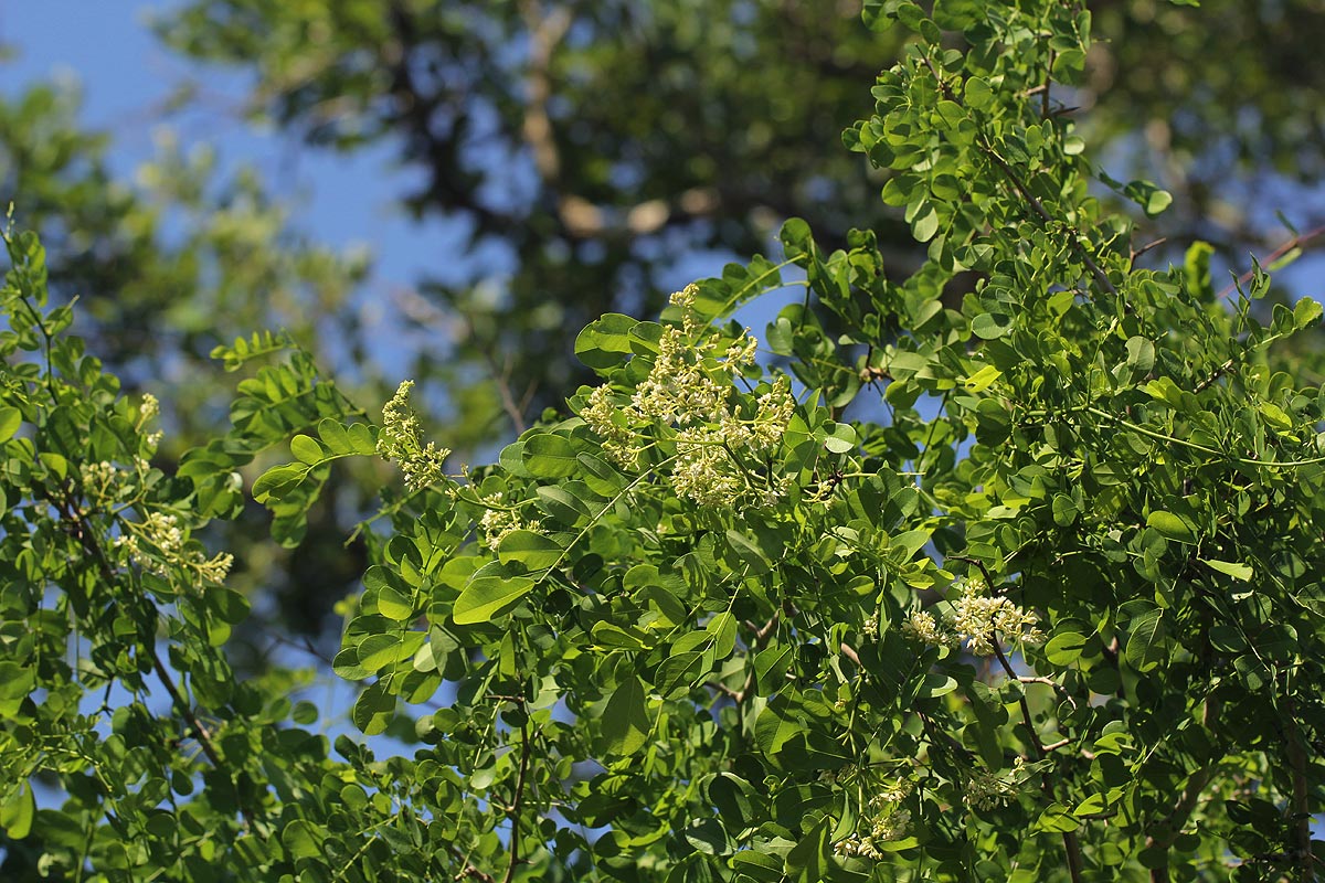 Dalbergia melanoxylon Dalbergia melanoxylon