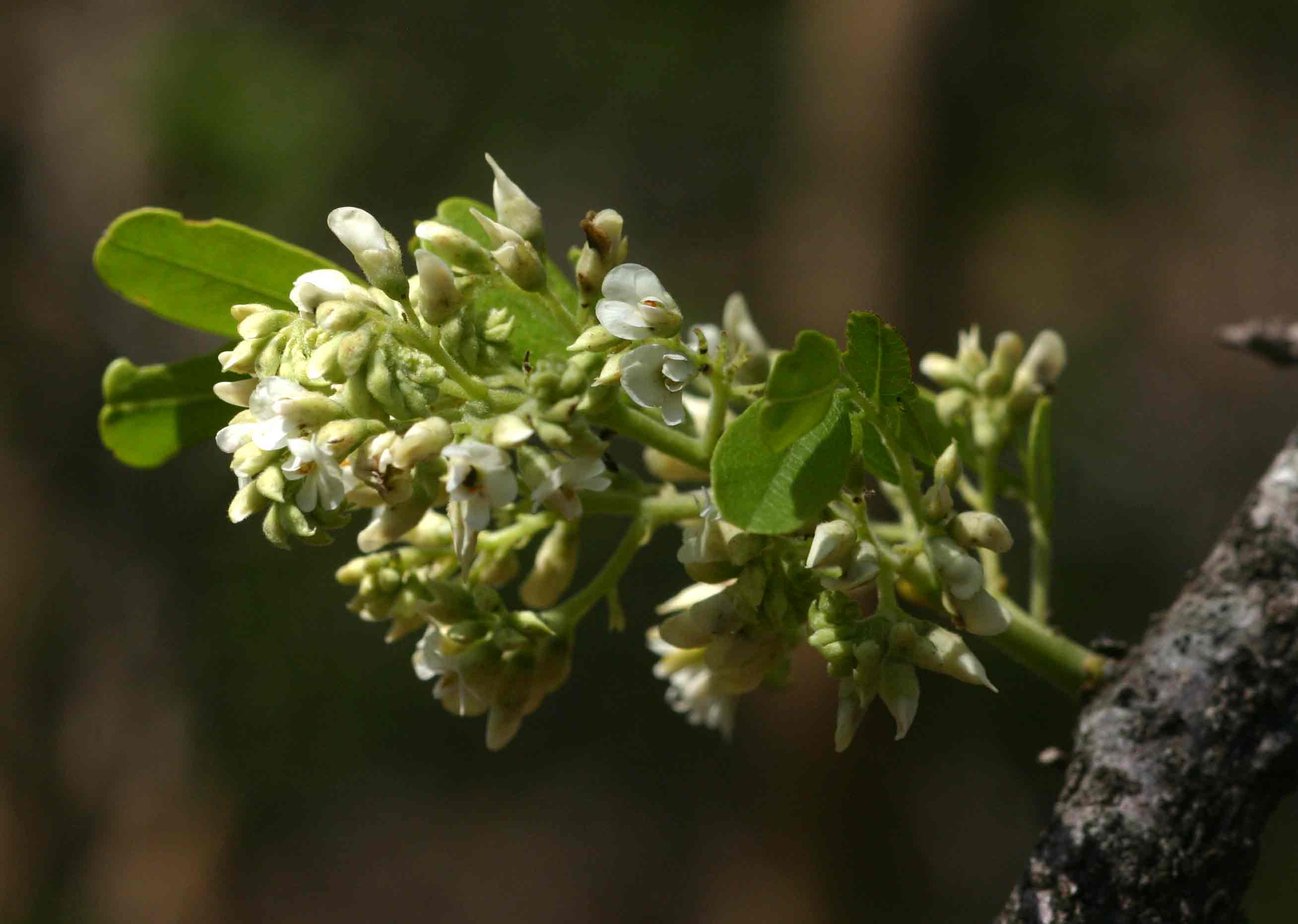 Dalbergia melanoxylon