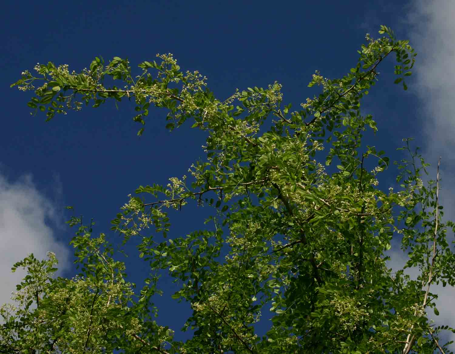 Dalbergia melanoxylon Dalbergia melanoxylon