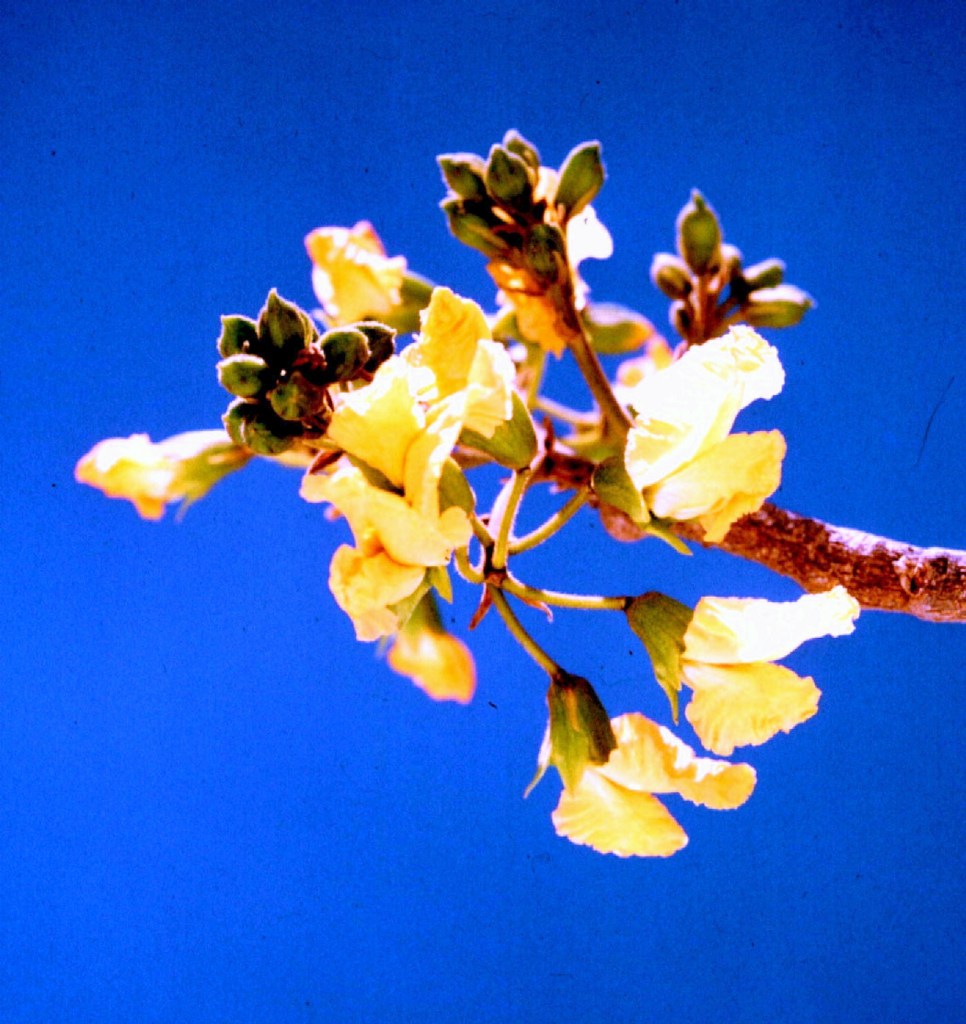 Pterocarpus angolensis