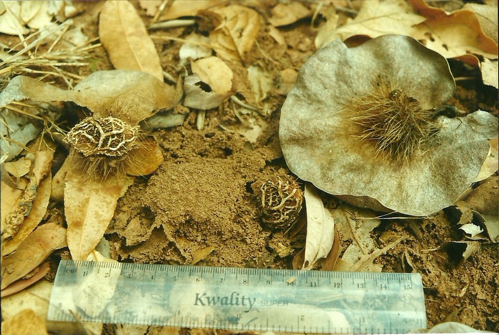 Pterocarpus angolensis