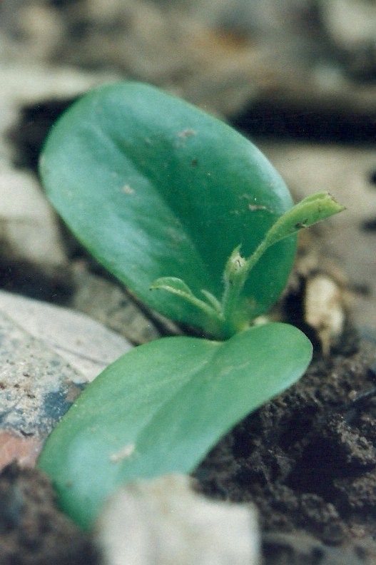 Pterocarpus angolensis