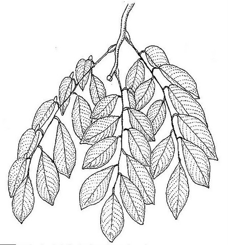 Pterocarpus angolensis