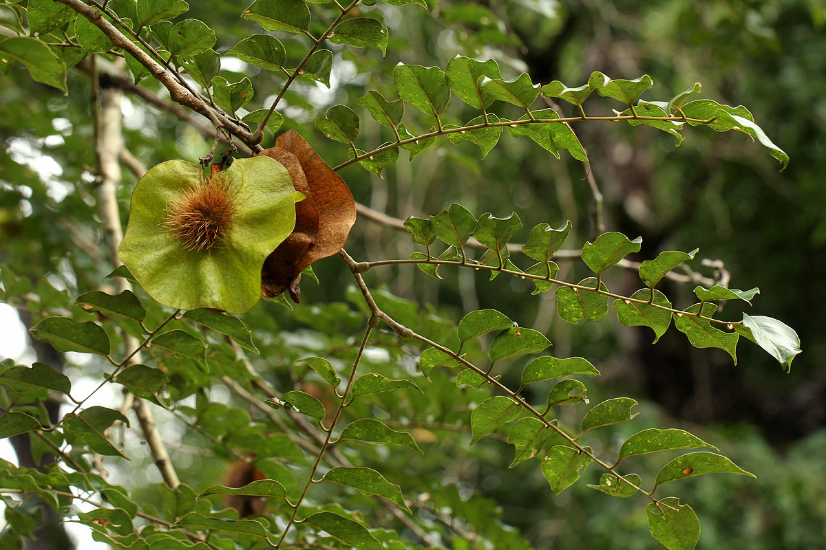 Pterocarpus angolensis Pterocarpus angolensis