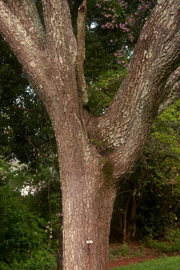 Pterocarpus angolensis Pterocarpus angolensis