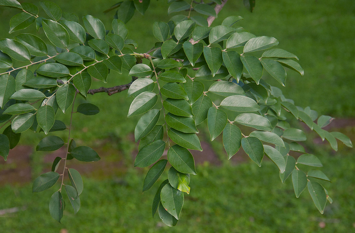 Pterocarpus angolensis
