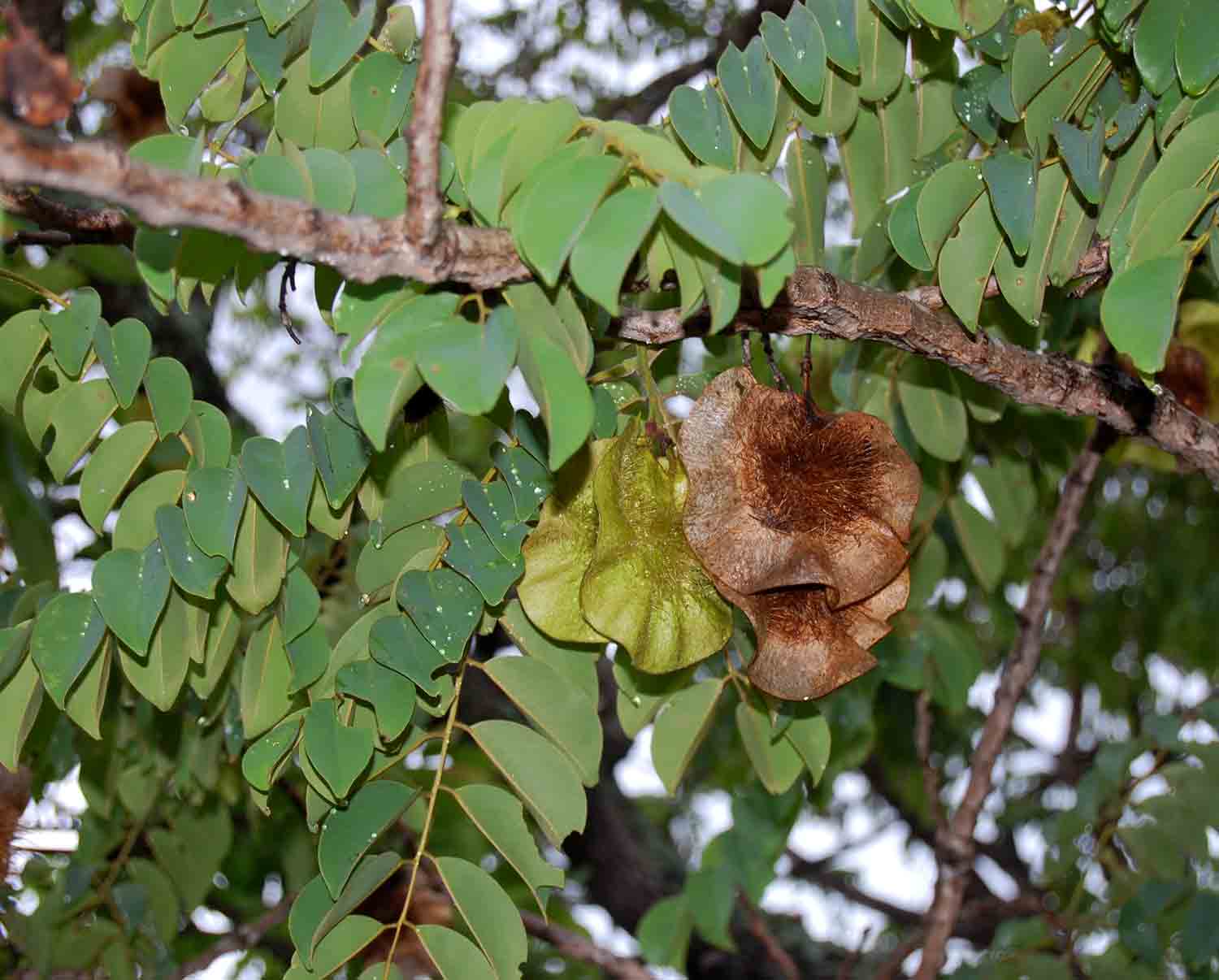Pterocarpus angolensis Pterocarpus angolensis