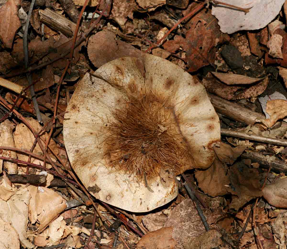 Pterocarpus angolensis Pterocarpus angolensis