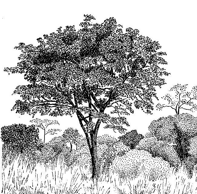 Pterocarpus angolensis
