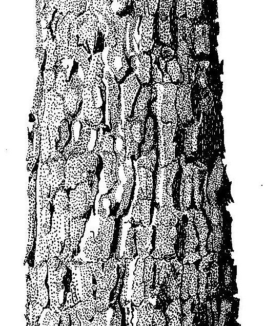 Pterocarpus angolensis