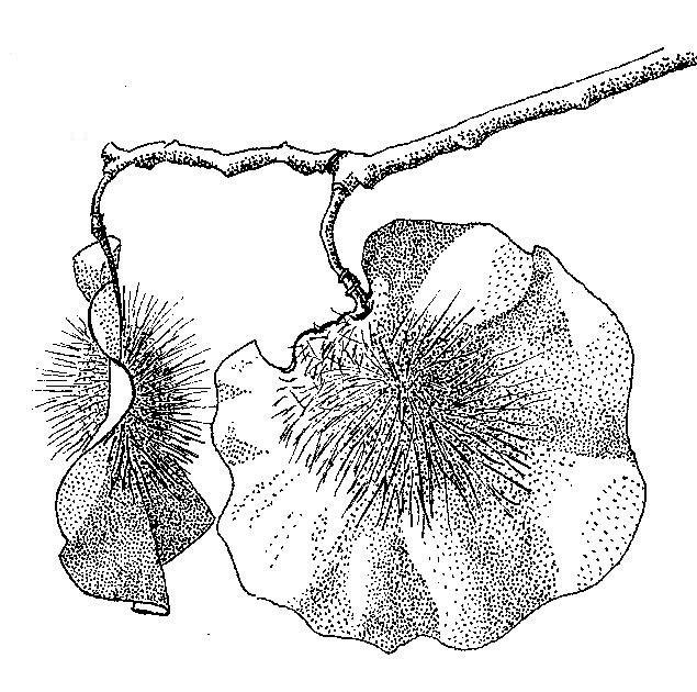 Pterocarpus angolensis