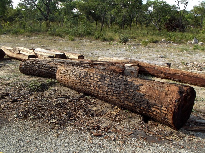 Pterocarpus angolensis