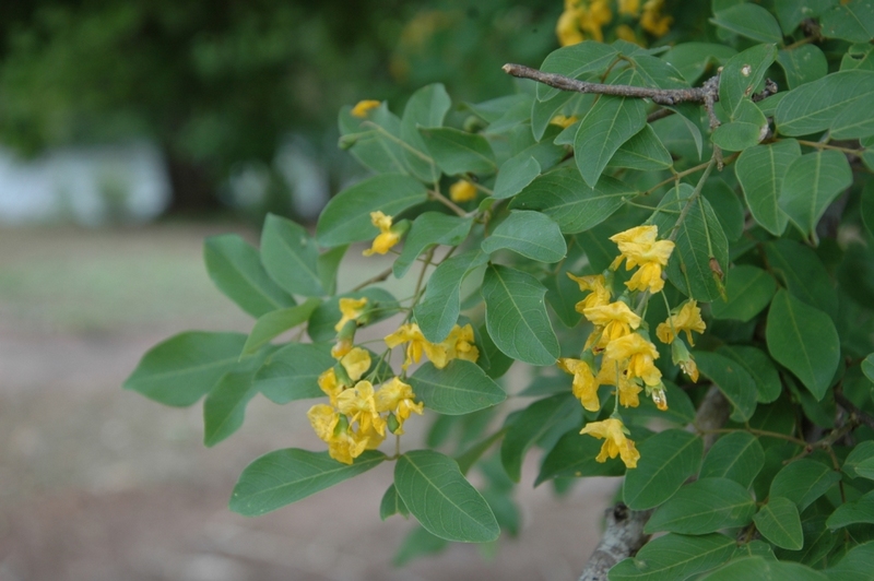Pterocarpus lucens subsp. antunesii