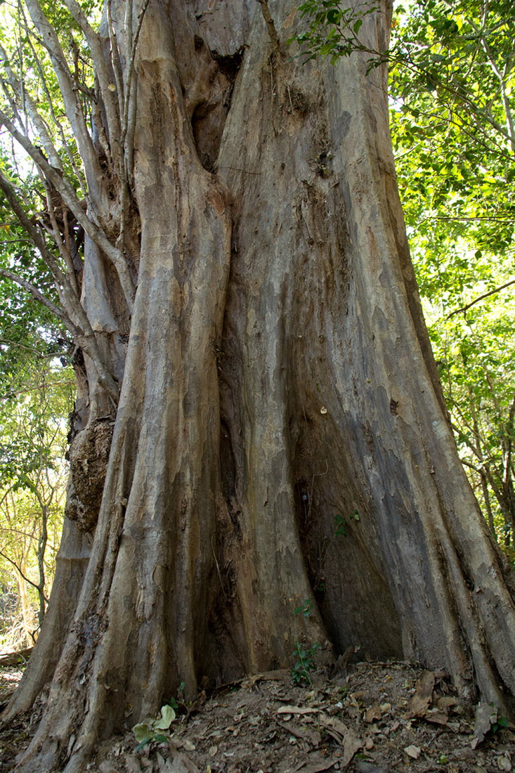Pterocarpus lucens subsp. antunesii Pterocarpus lucens subsp. antunesii