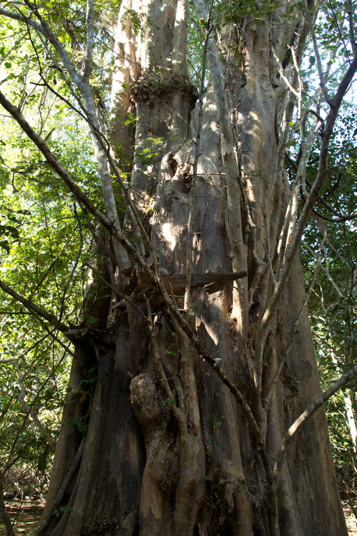 Pterocarpus lucens subsp. antunesii