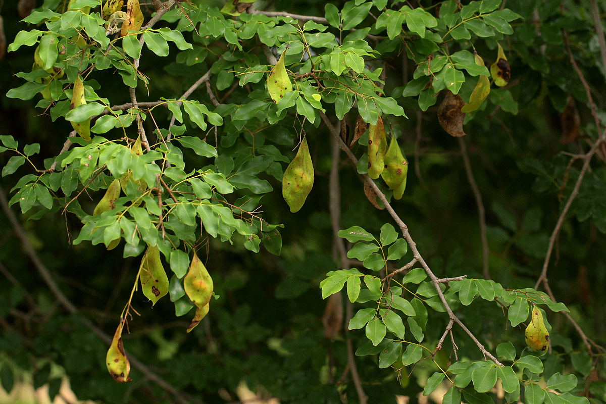 Pterocarpus lucens subsp. antunesii