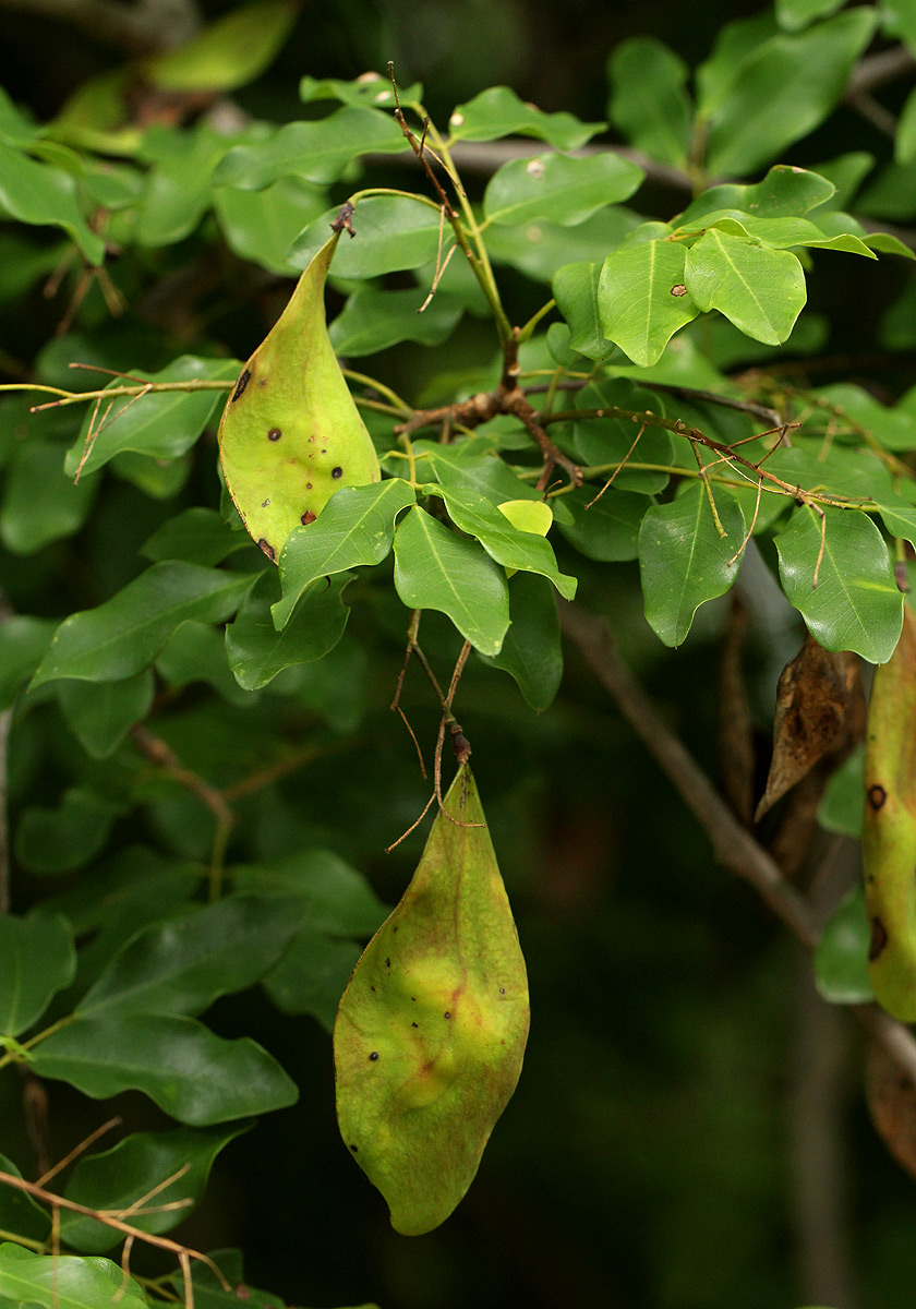 Pterocarpus lucens subsp. antunesii Pterocarpus lucens subsp. antunesii