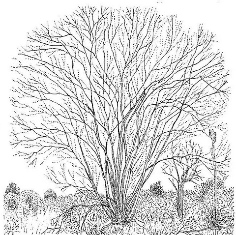 Pterocarpus lucens subsp. antunesii Pterocarpus lucens subsp. antunesii