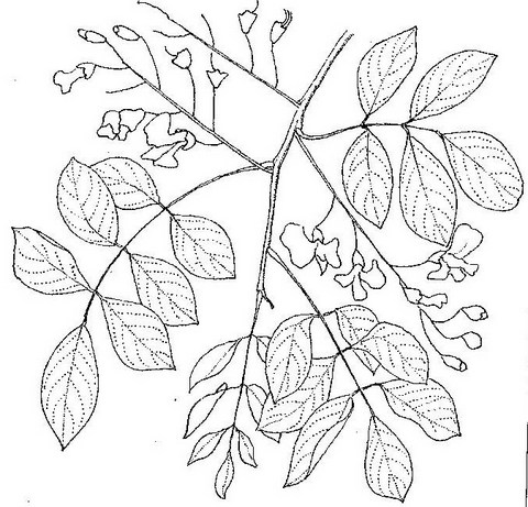 Pterocarpus lucens subsp. antunesii