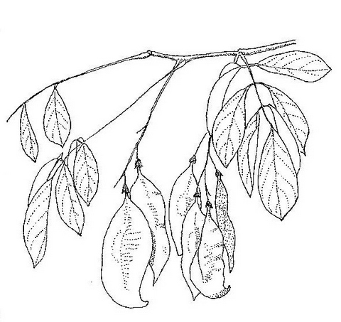 Pterocarpus lucens subsp. antunesii