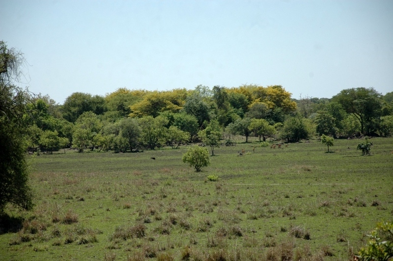 Pterocarpus lucens subsp. antunesii