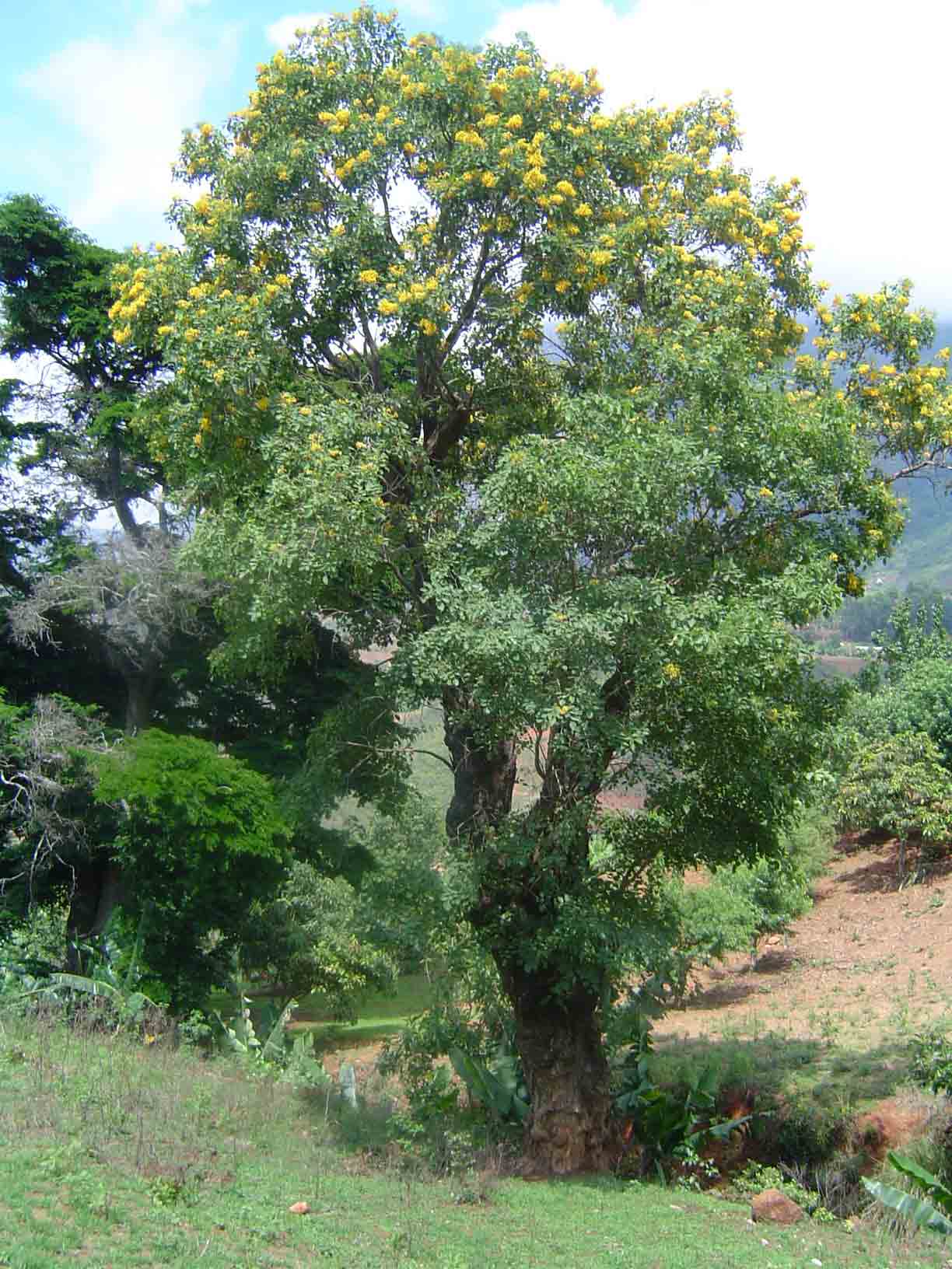Pterocarpus rotundifolius subsp. rotundifolius