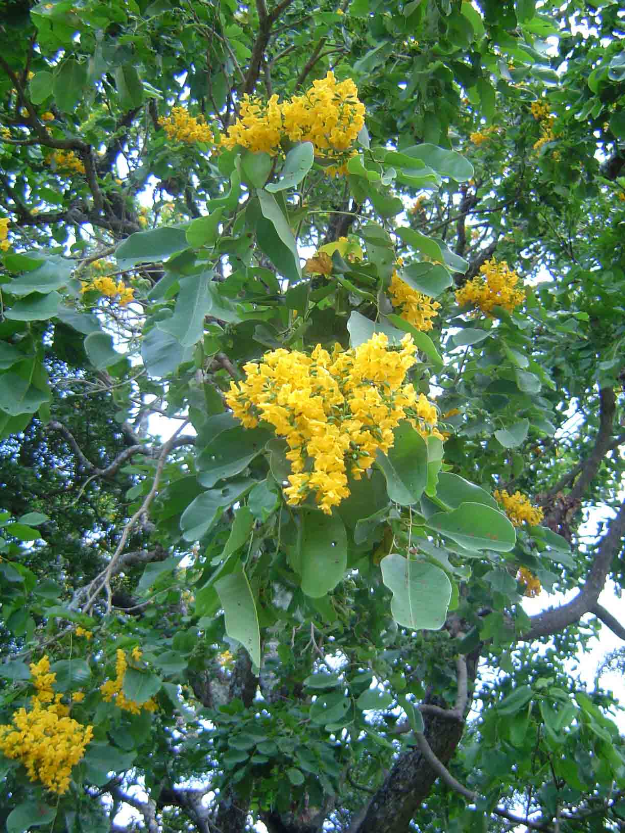 Pterocarpus rotundifolius subsp. rotundifolius
