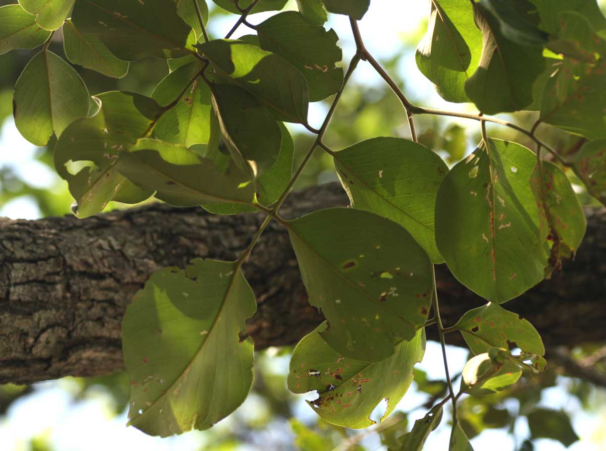 Pterocarpus rotundifolius subsp. rotundifolius