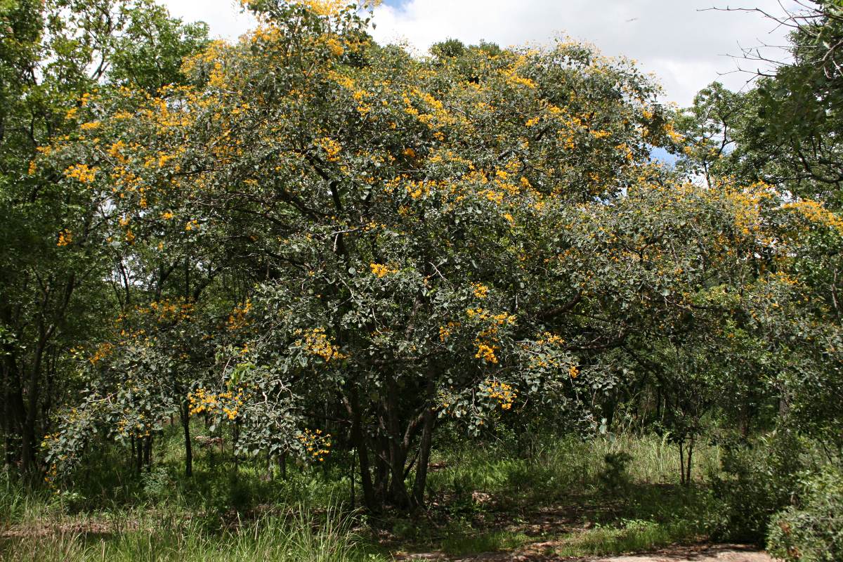 Pterocarpus rotundifolius subsp. rotundifolius
