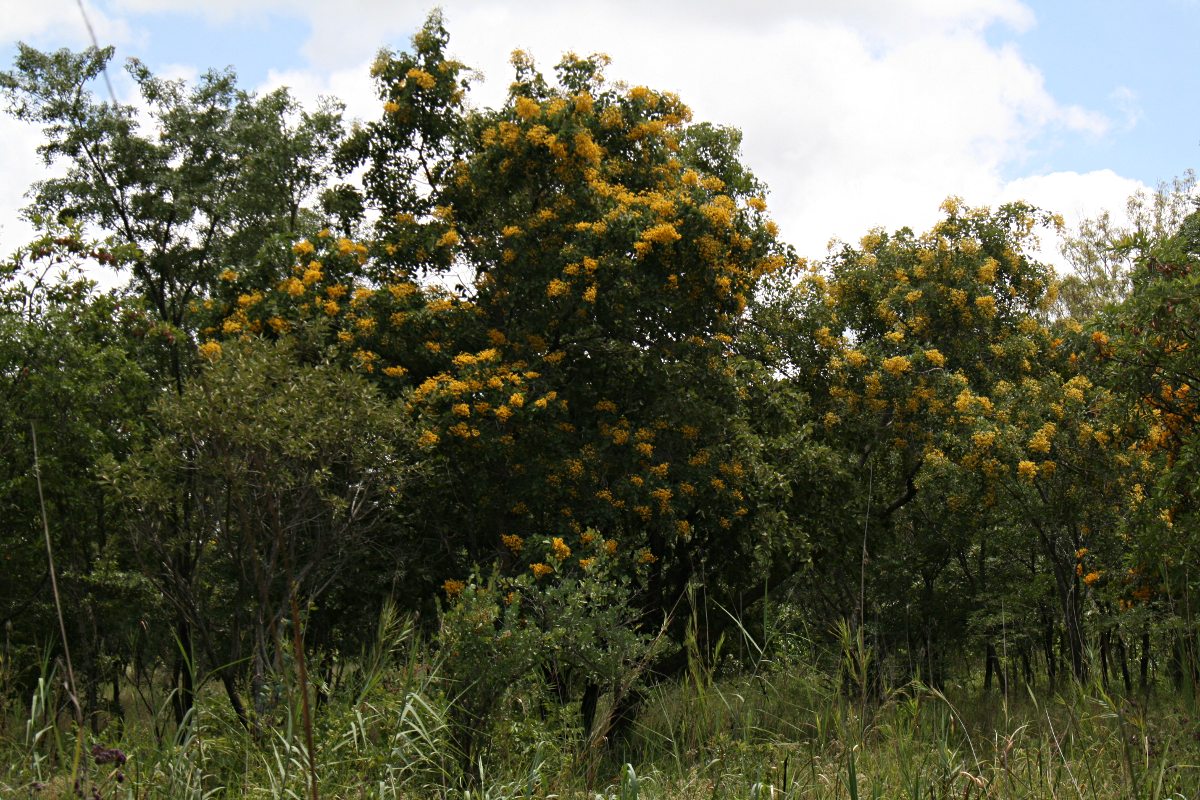 Pterocarpus rotundifolius subsp. rotundifolius