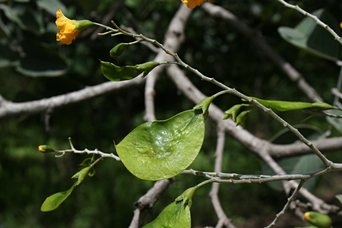 Pterocarpus rotundifolius subsp. rotundifolius