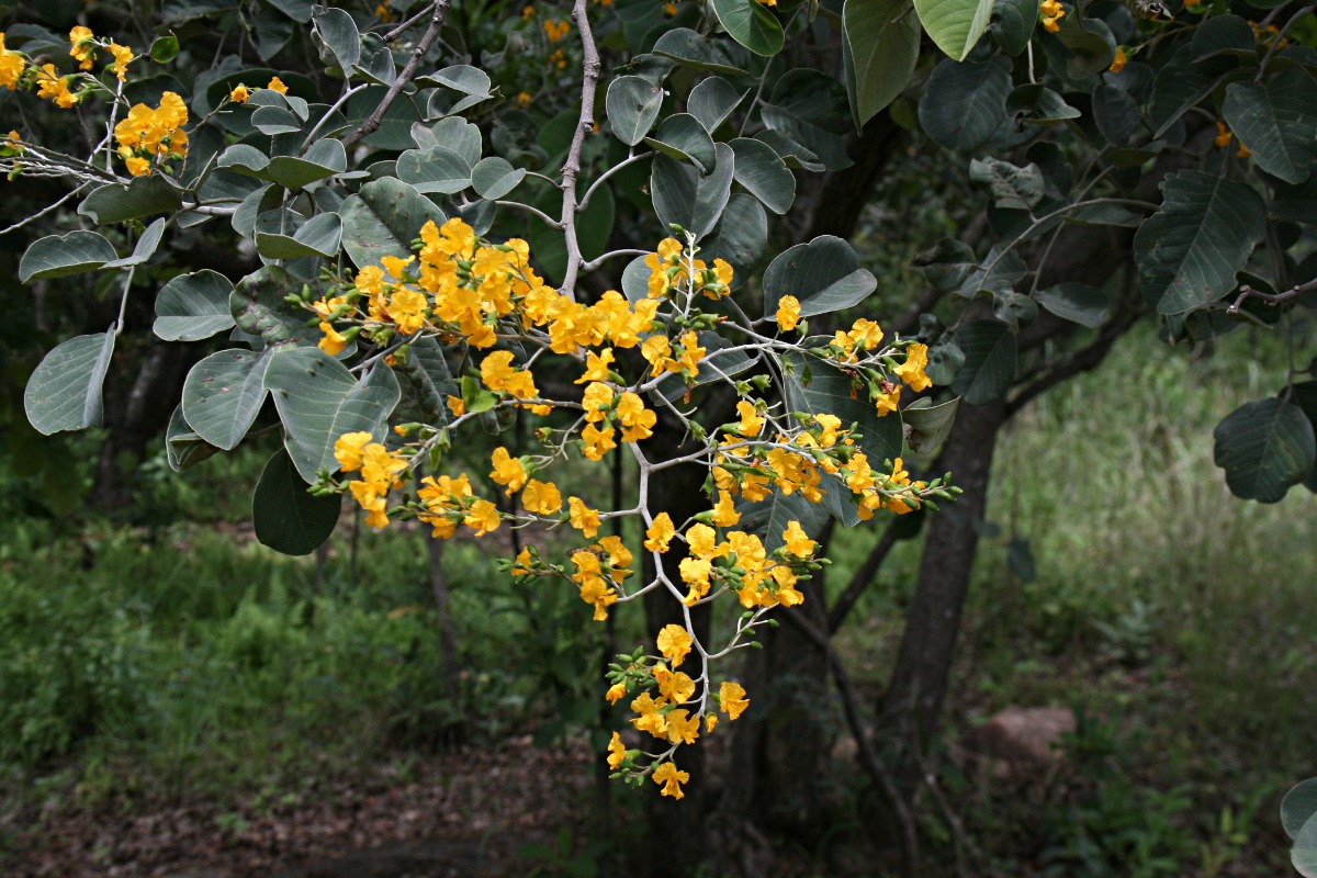 Pterocarpus rotundifolius subsp. rotundifolius