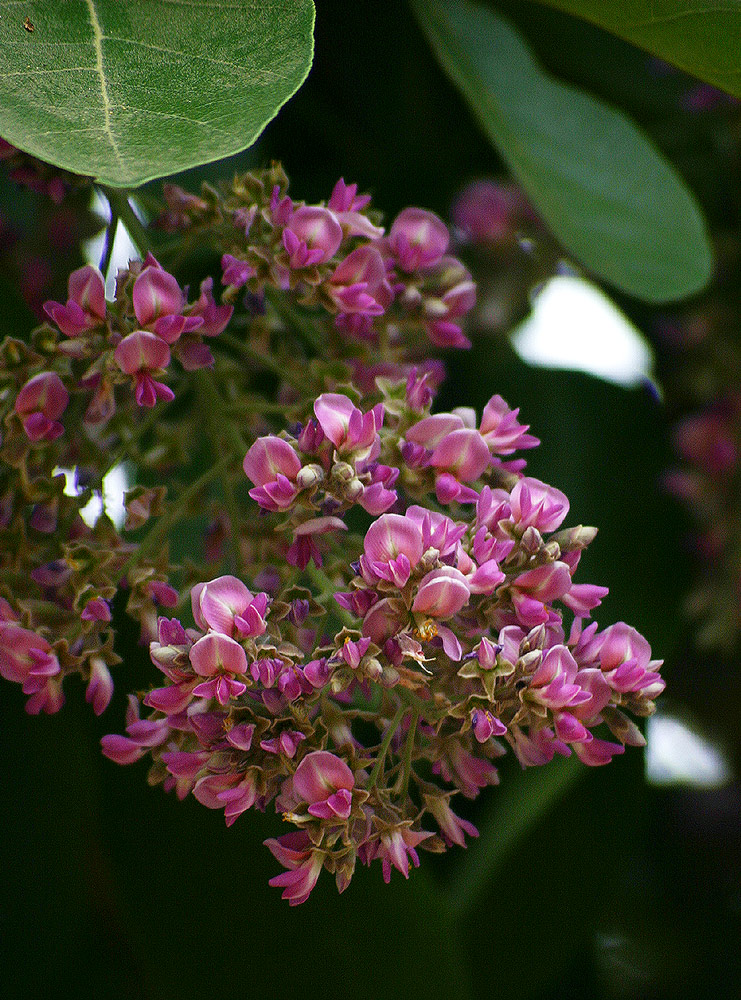 Philenoptera violacea Philenoptera violacea