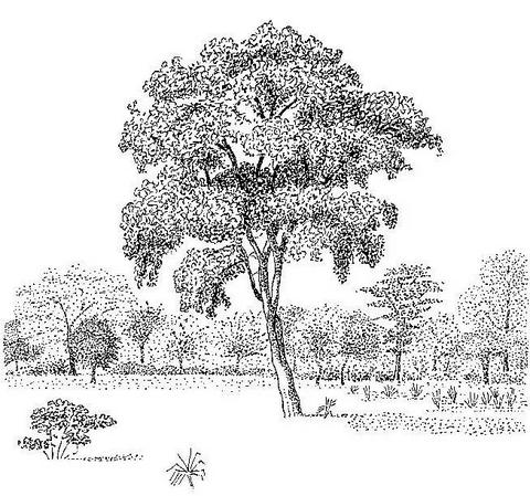 Philenoptera violacea