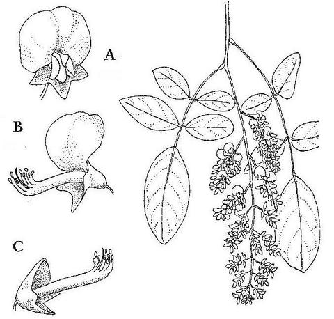 Philenoptera violacea