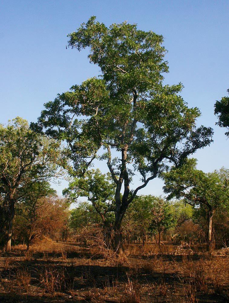 Philenoptera violacea