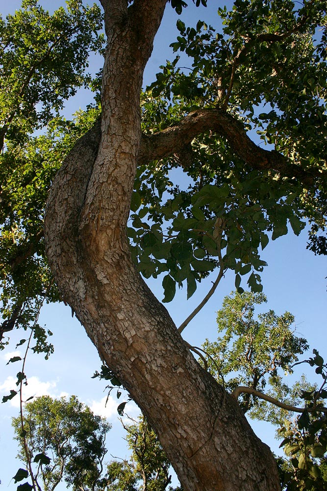 Philenoptera violacea Philenoptera violacea