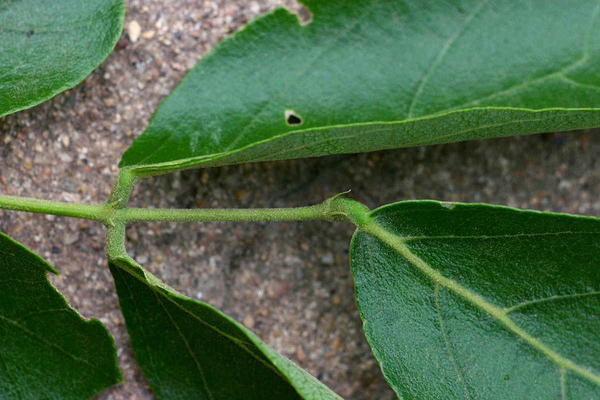 Philenoptera violacea Philenoptera violacea