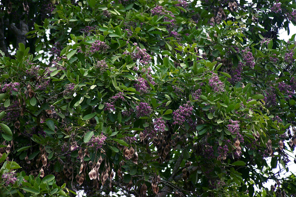 Philenoptera violacea