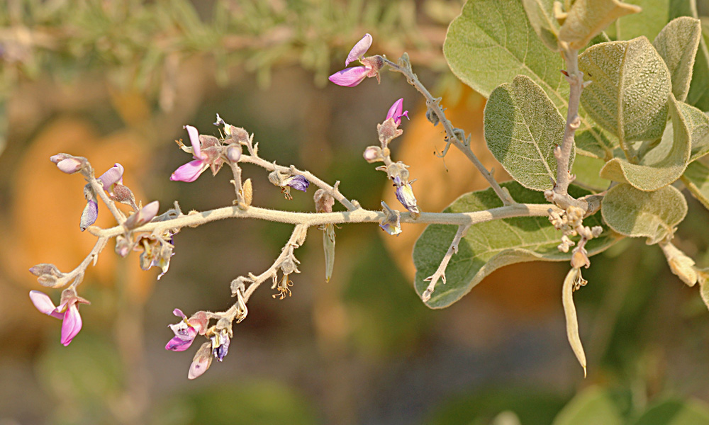 Philenoptera nelsii Philenoptera nelsii