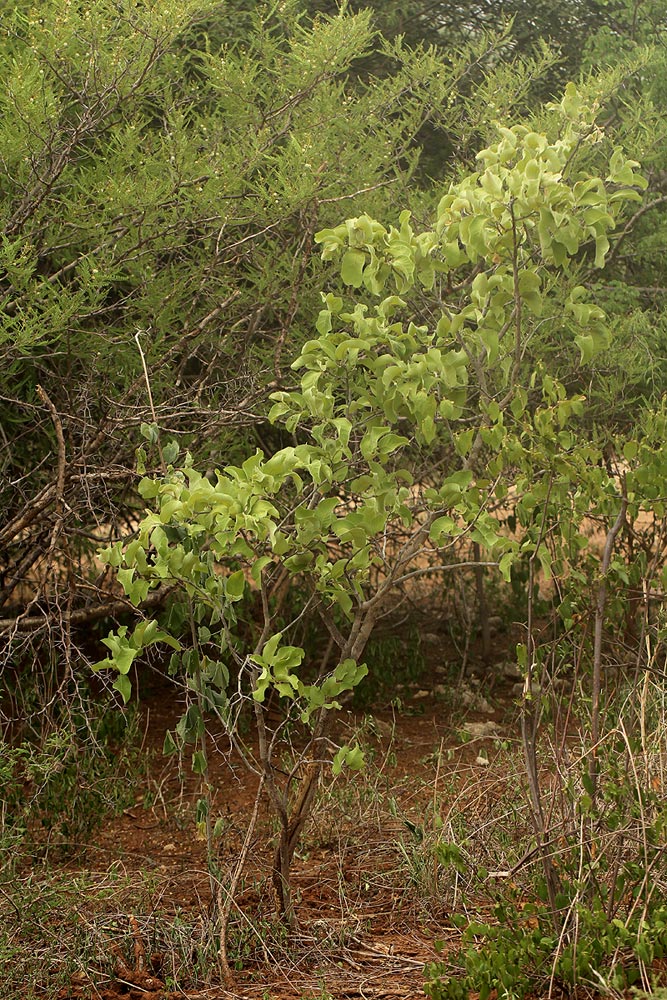 Philenoptera nelsii Philenoptera nelsii