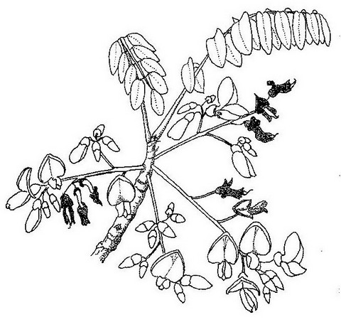 Xeroderris stuhlmannii